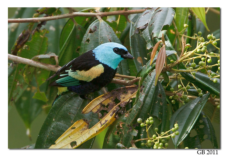 BLUE-NECKED TANAGER